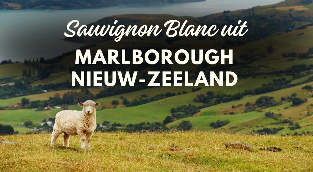 Marlborough Sauvignon Blanc Nieuw Zeeland - Luxury Grapes