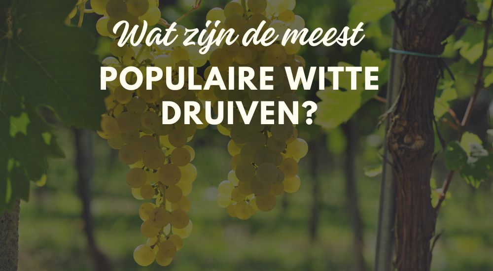 Wat is de populairste witte druif? Een overzicht van de bekendste witte druivenrassen - Luxury Grapes