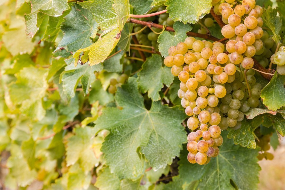 Wat is het verschil tussen Chardonnay en Sauvignon Blanc? - Luxury Grapes