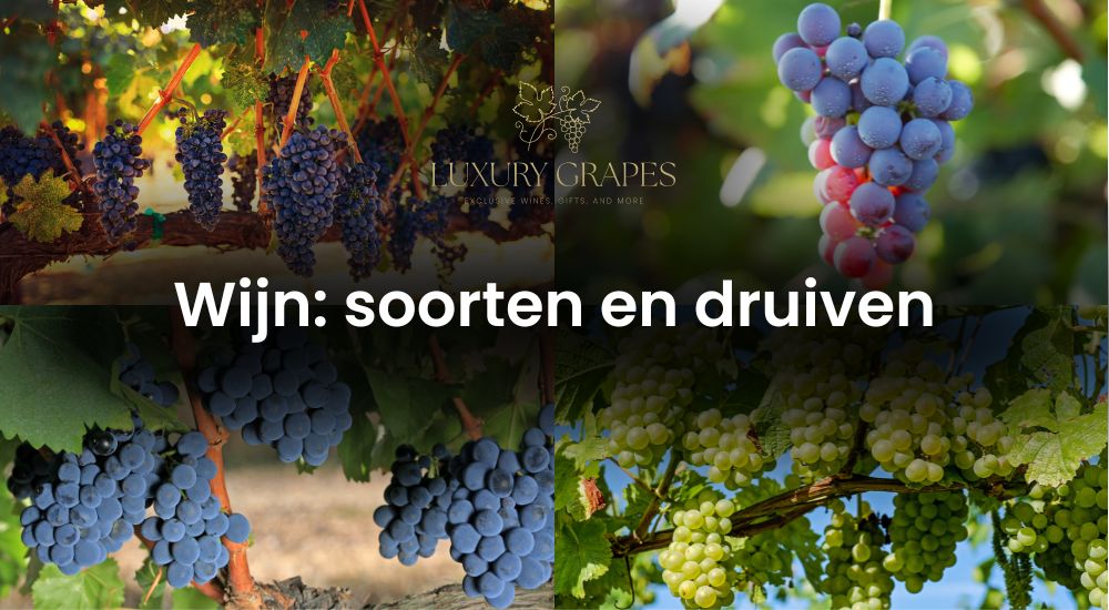 Wijnsoorten: populairste druivenrassen en soorten wijnen - Luxury Grapes